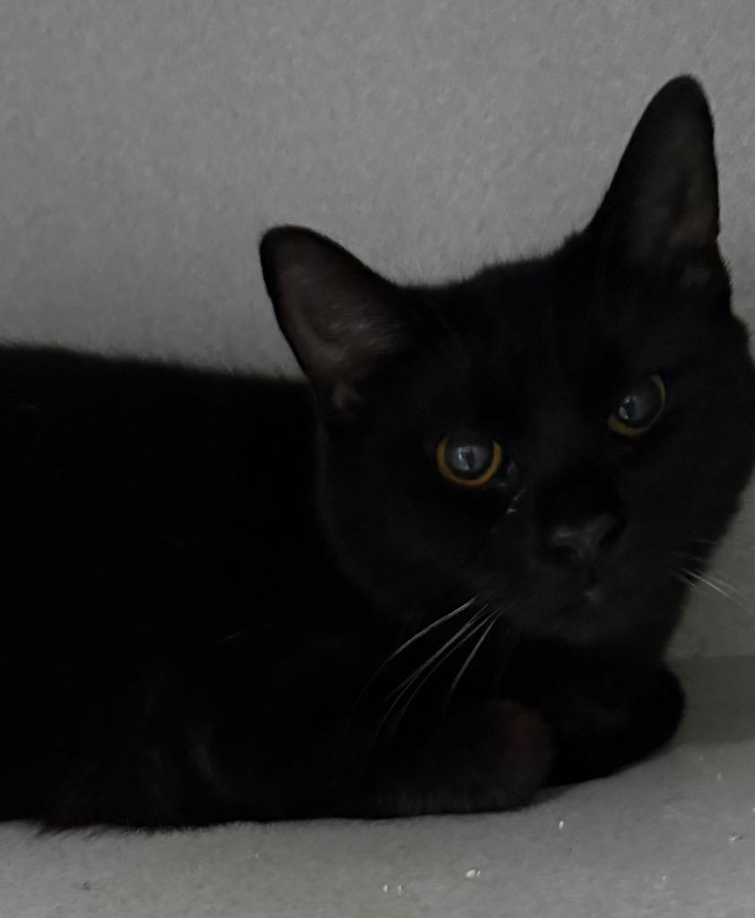 Enlarge Betty, a Adoptable mixed breed in Greencastle, IN image 2/2