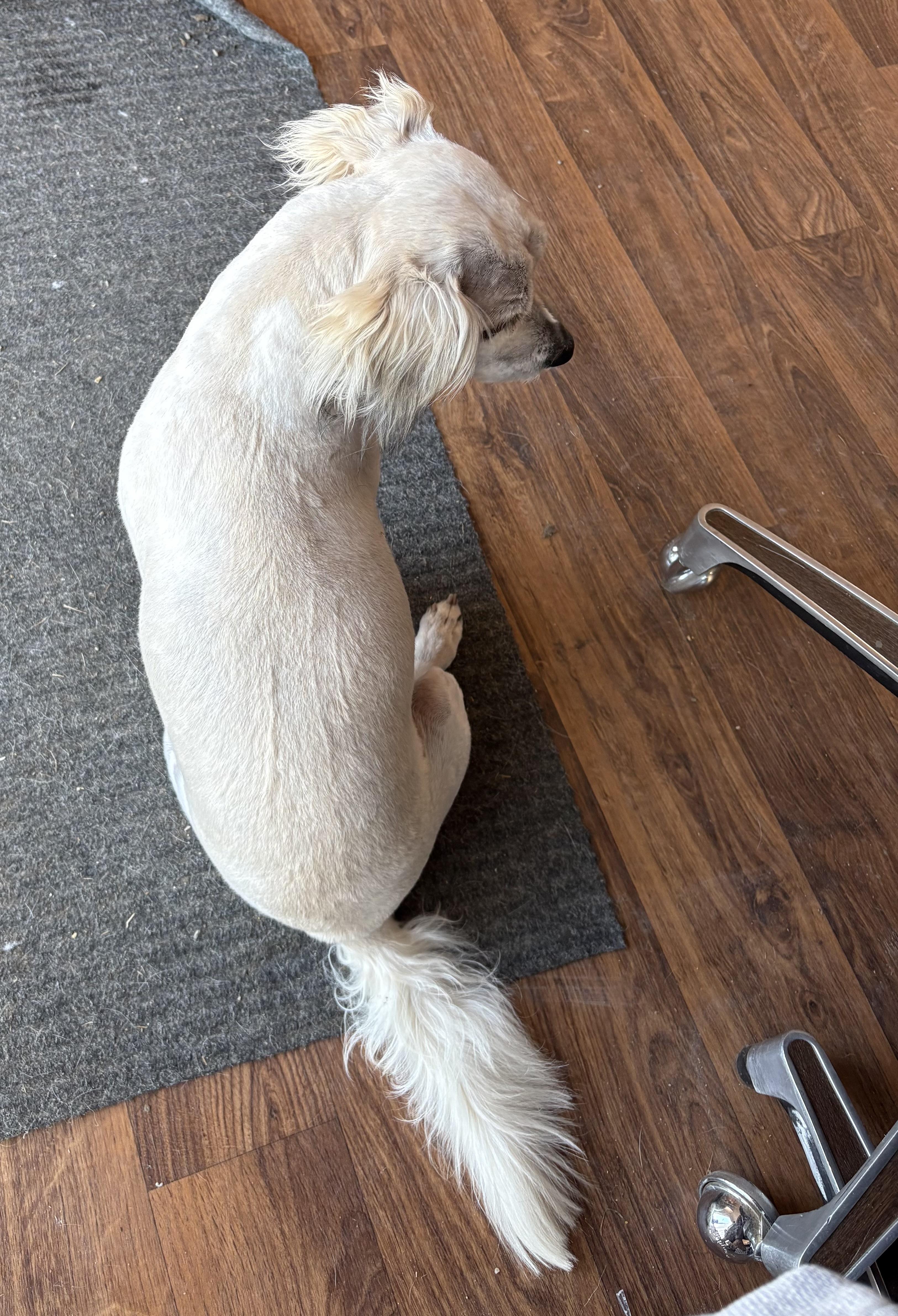 Charlie, a Adoptable mixed breed image 2/4