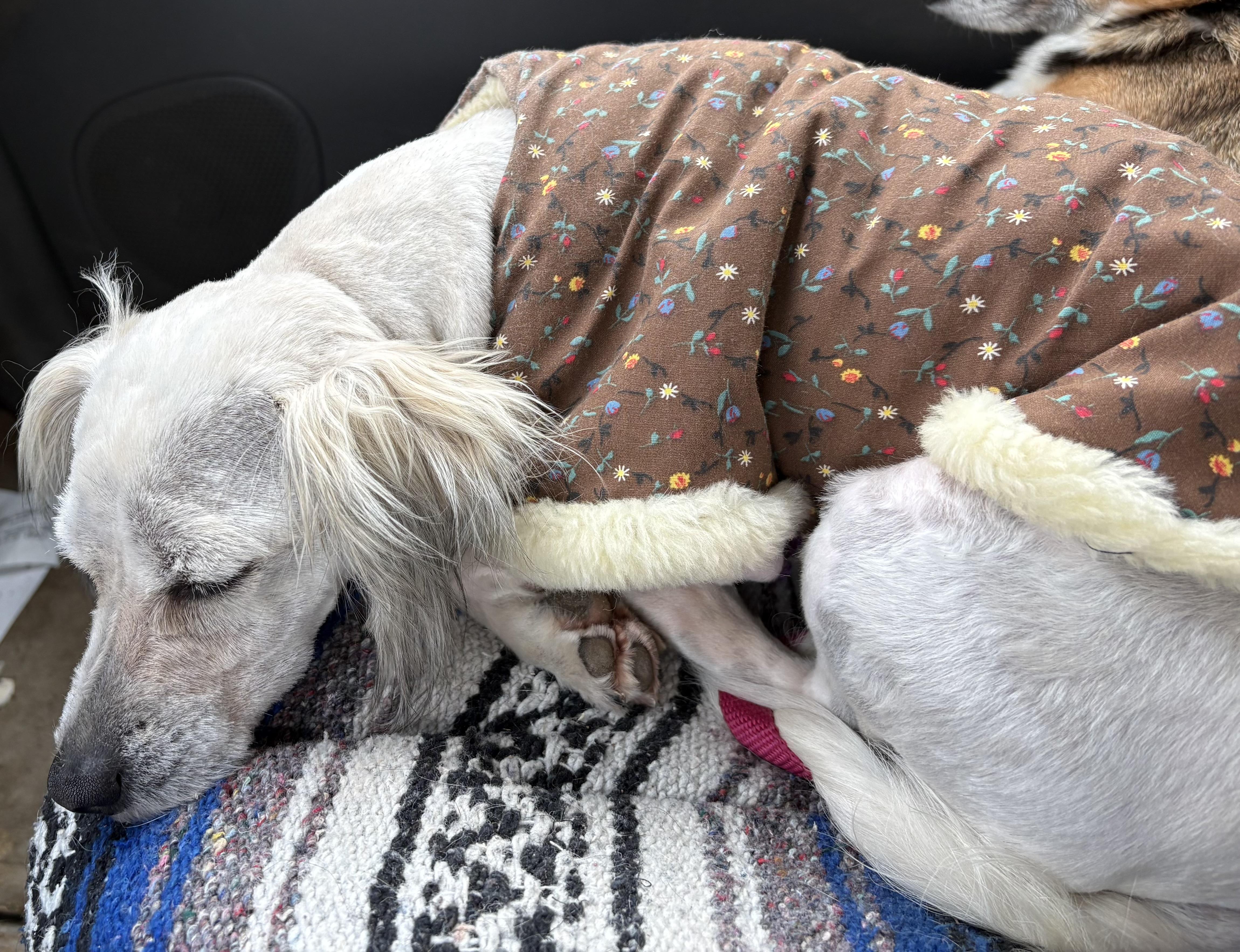 Charlie, Adoptable, Adult Male Lhasa Apso & Maltese.
