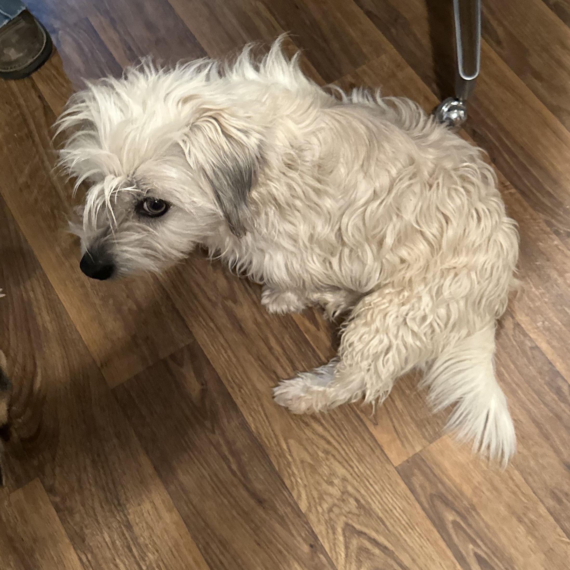 Charlie, a Adoptable mixed breed image 4/4