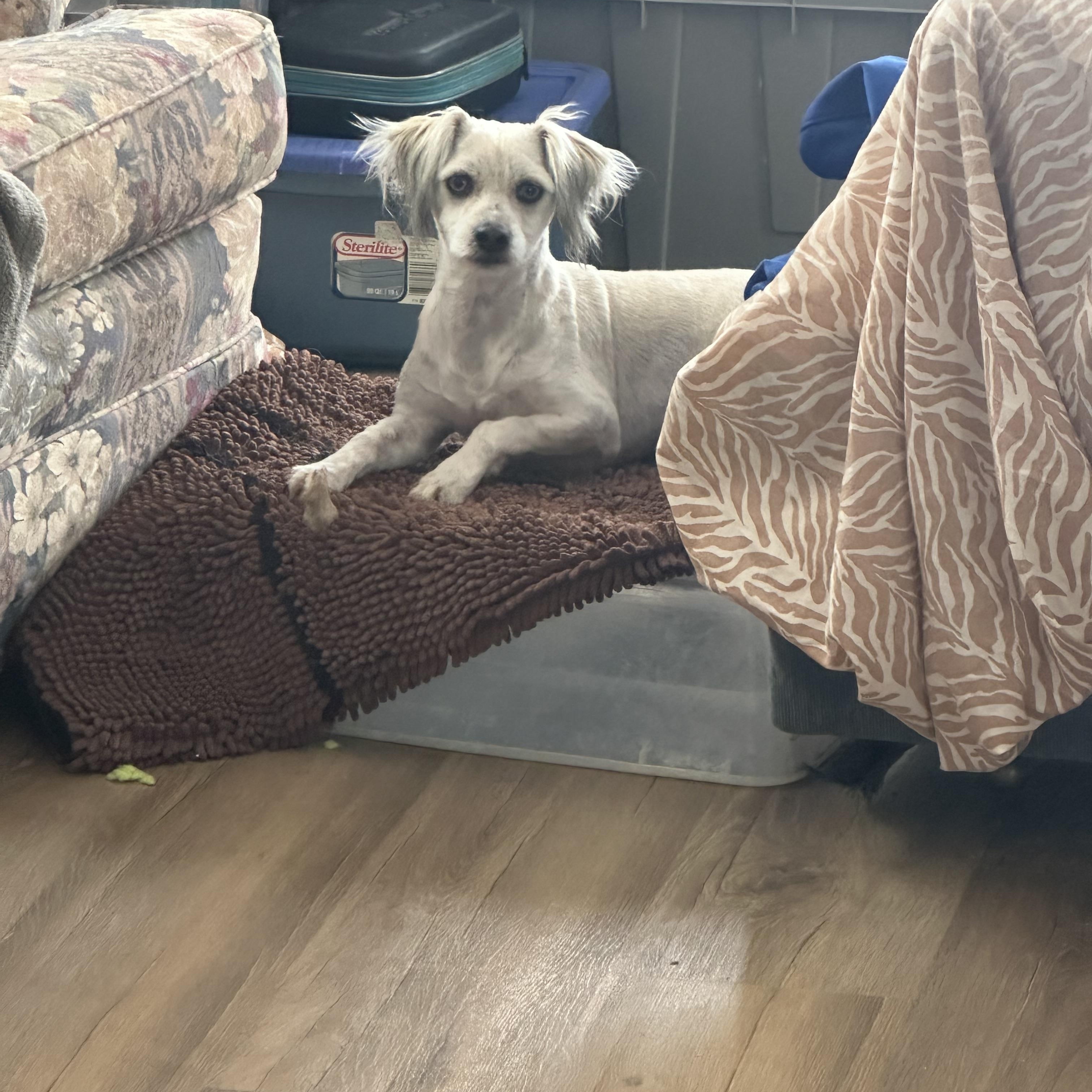 Enlarge Charlie, a Adoptable mixed breed in Scranton, ND image 1/5