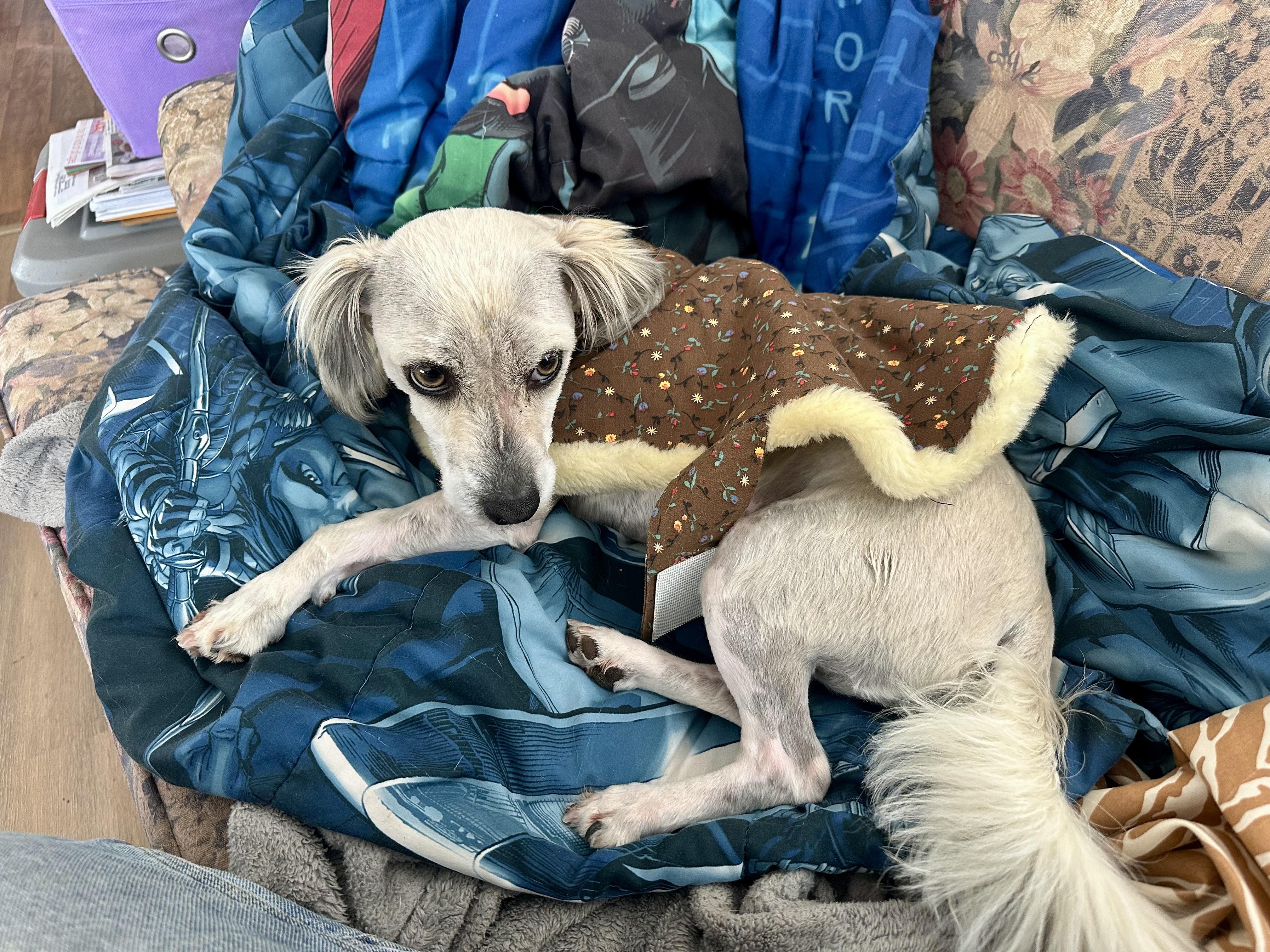 Charlie, a Adoptable mixed breed image 3/4