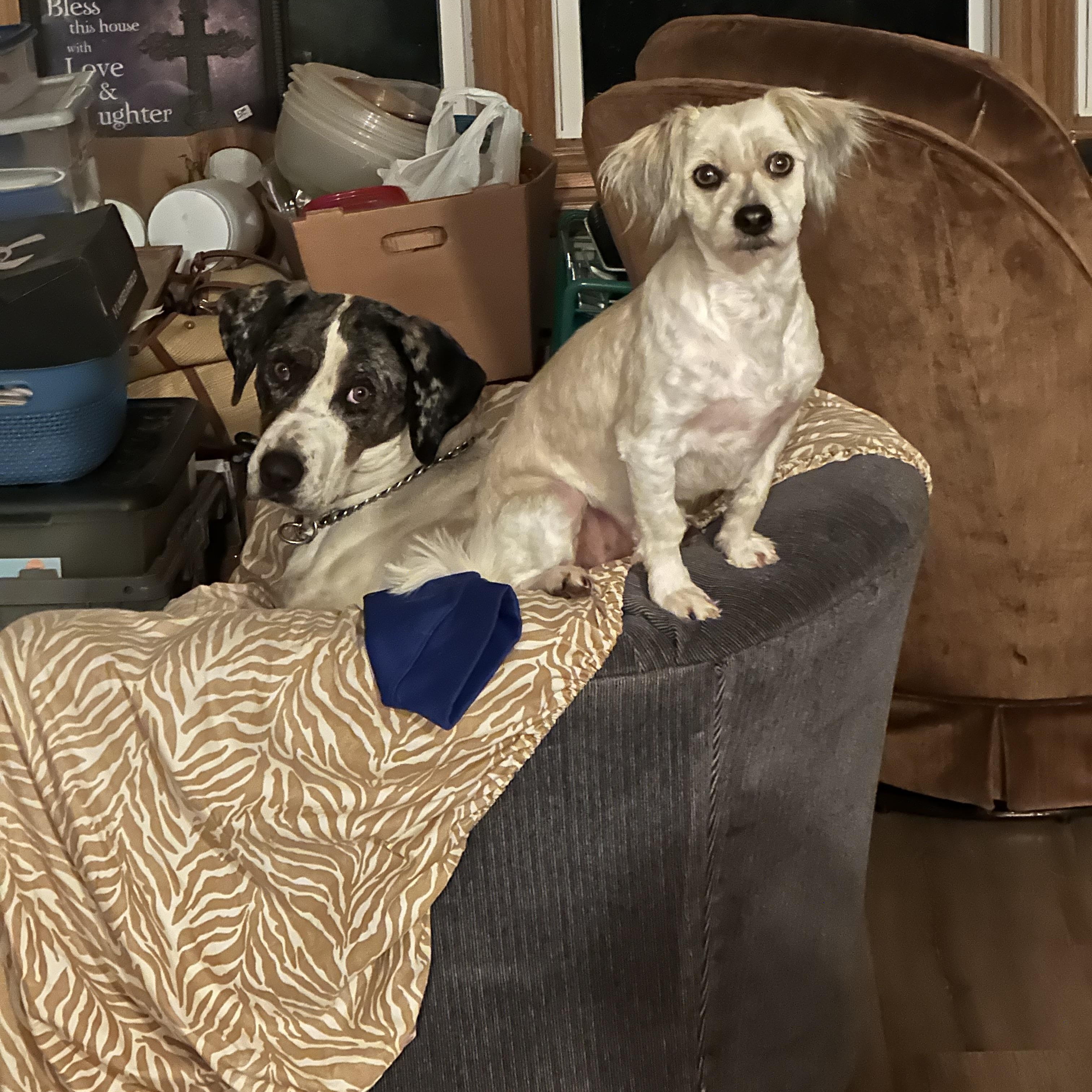 Enlarge Charlie, a Adoptable mixed breed in Scranton, ND image 4/5