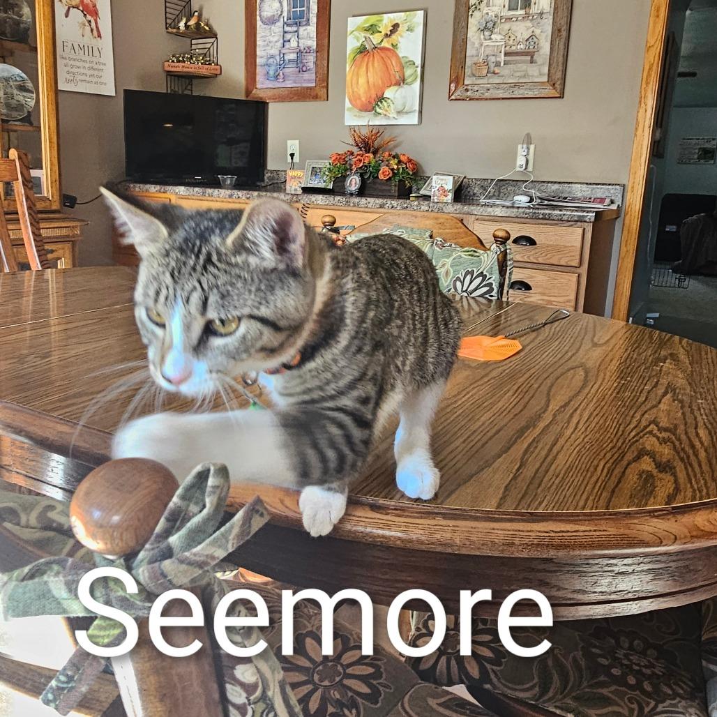 Seemore