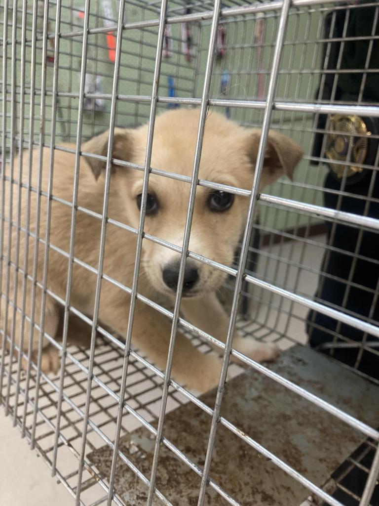 Graham, Adoptable, Puppy Female Husky & Mixed Breed.