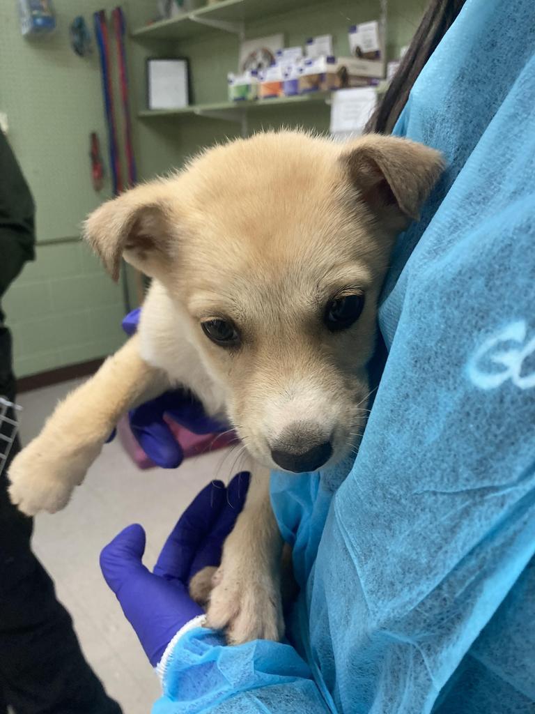 Enlarge Graham, a Adoptable mixed breed in Burnsville, NC image 2/2