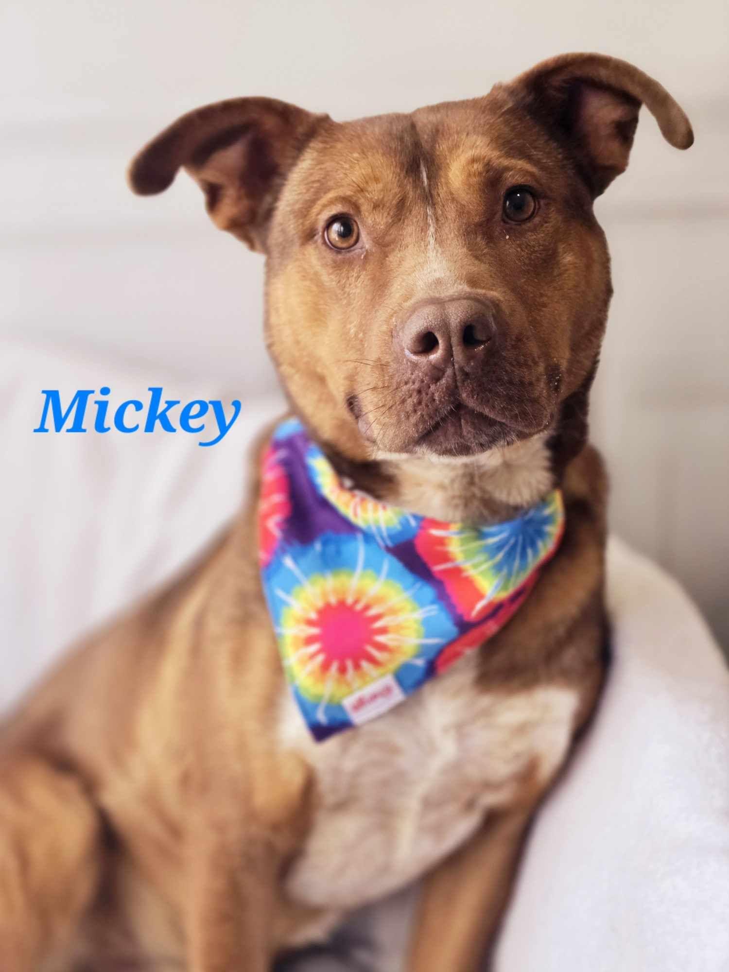 Mickey, Adoptable, Adult Male Mixed Breed.