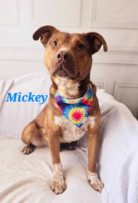 Mickey, a Adoptable Mixed Breed in Bolivar, TN image 2/2