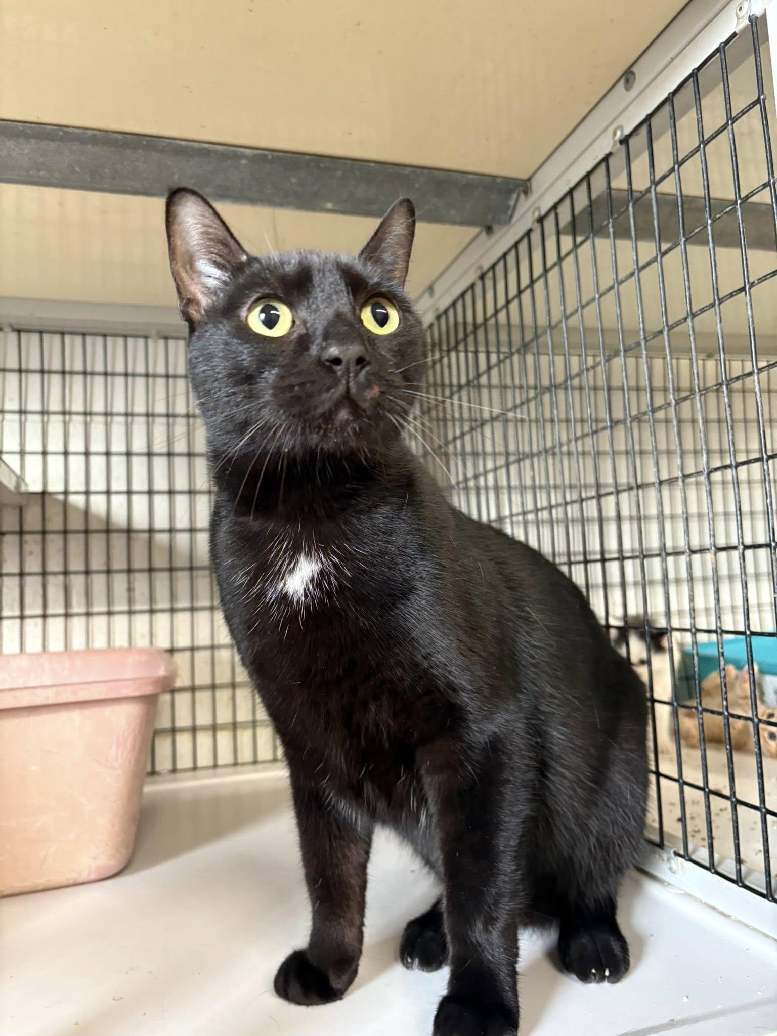 Spook, Adopted, Young Male Domestic Short Hair.