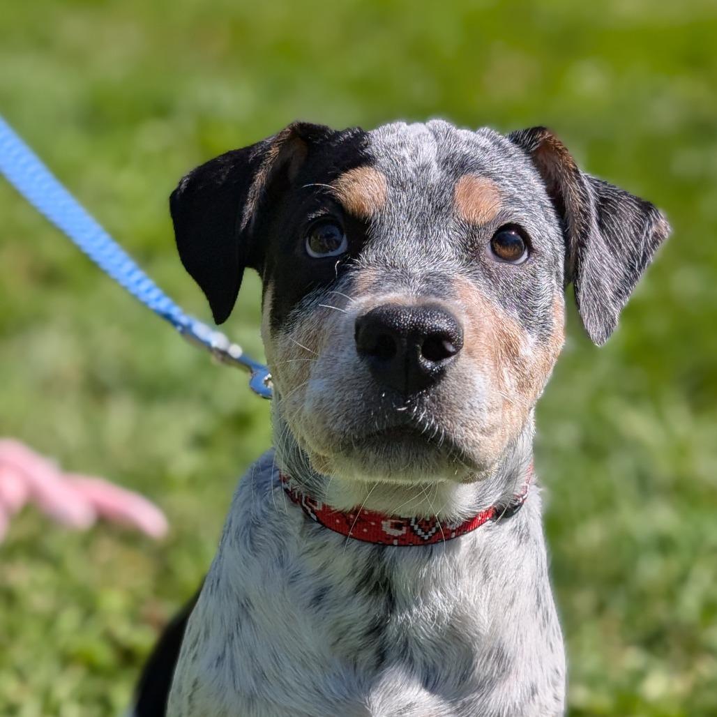 Enlarge Quasar, a Adoptable Mixed Breed in Thomaston, ME image 1/1