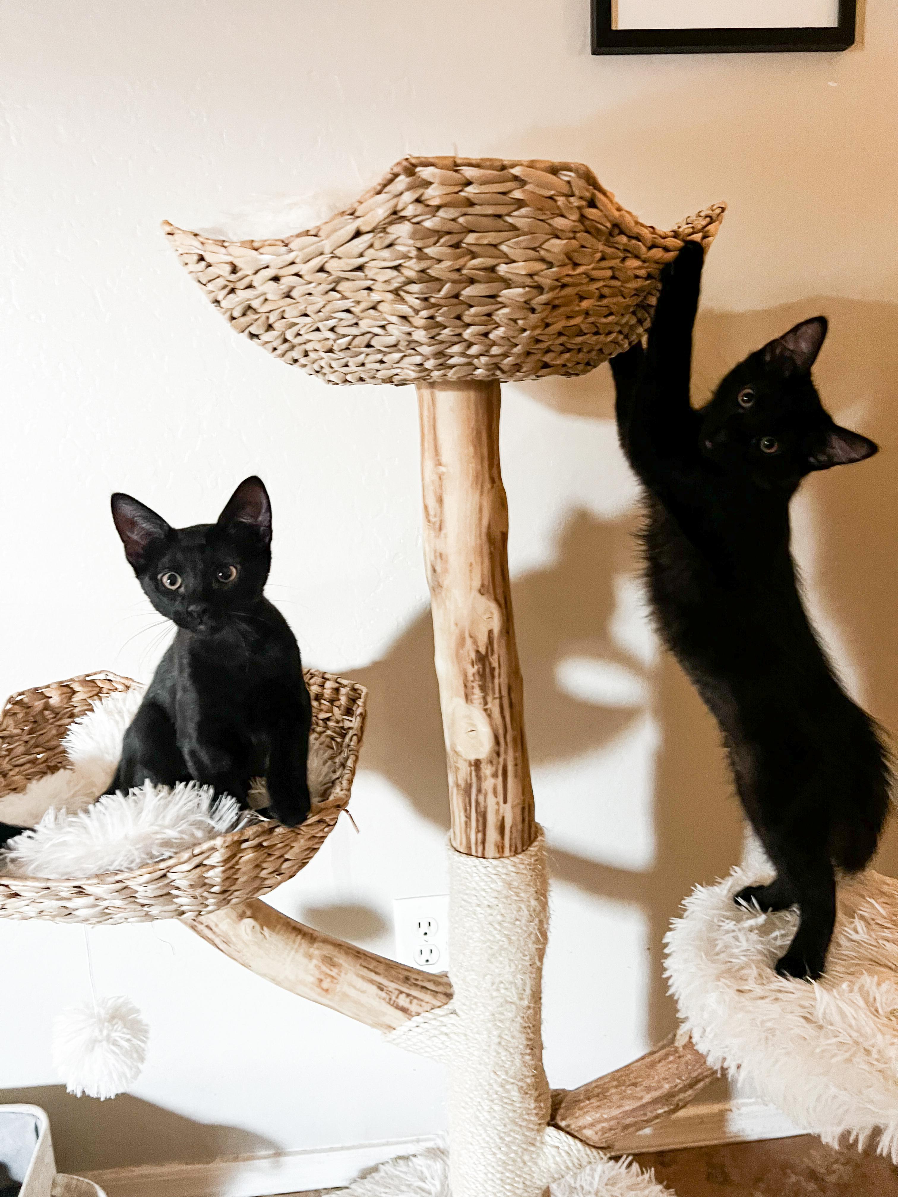 Sumo and Pomelo (Bonded Pair), Young Male unknown