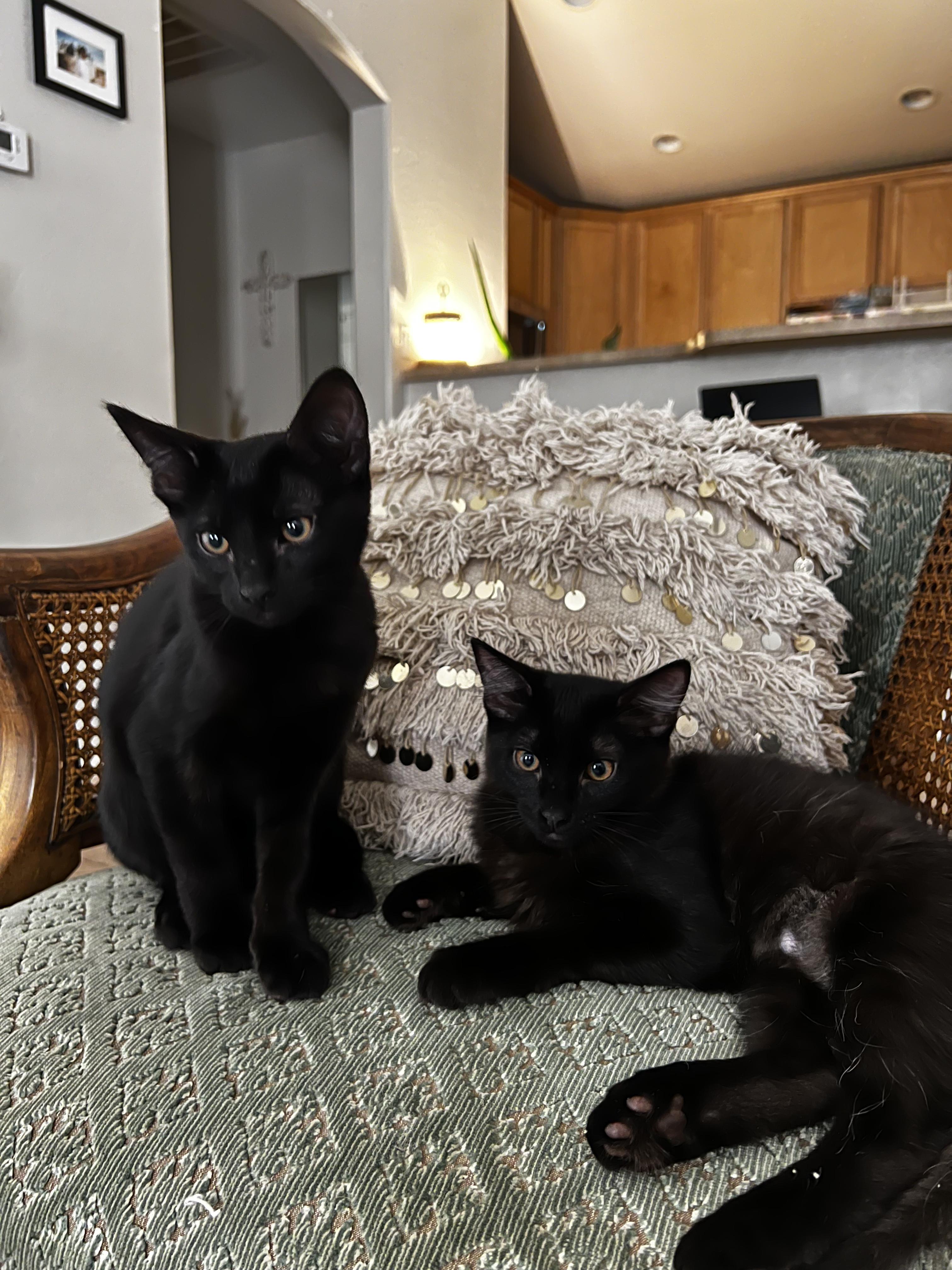 Sumo and Pomelo (Bonded Pair)