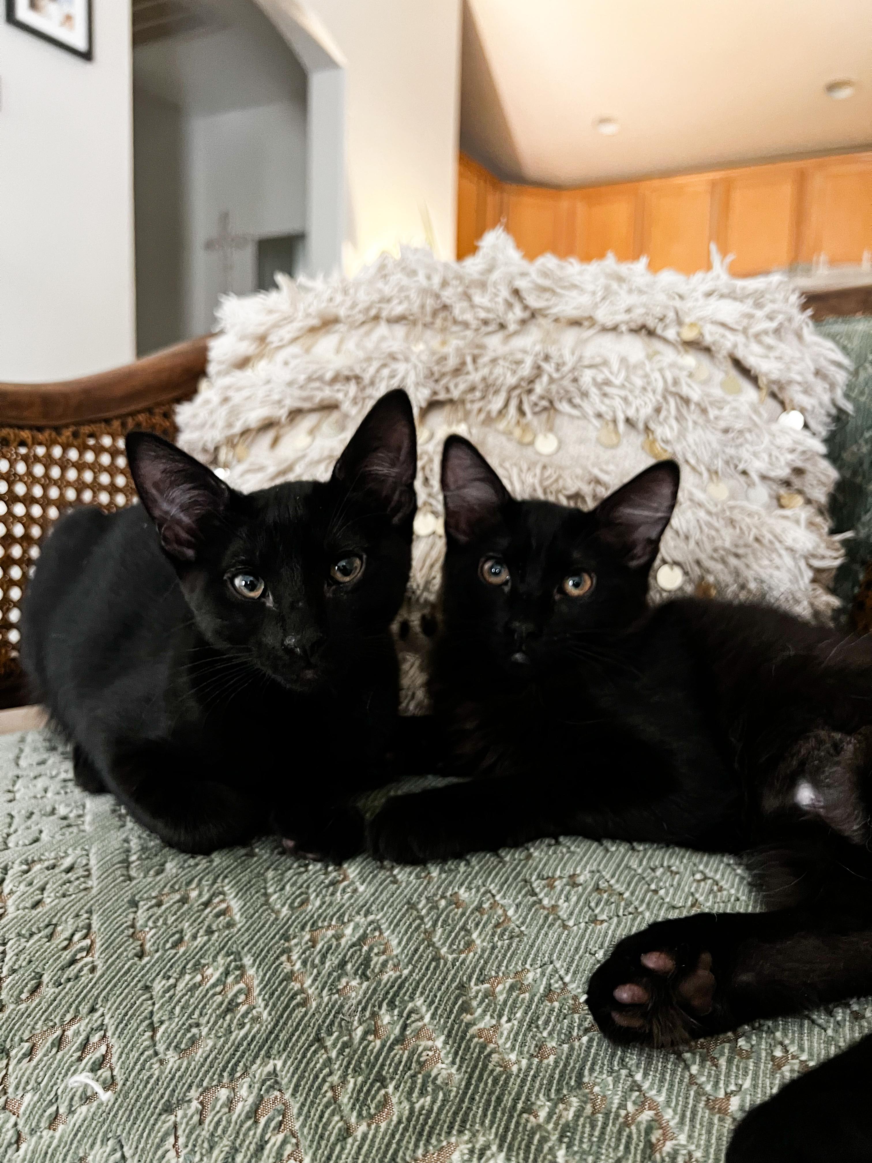 Sumo and Pomelo (Bonded Pair)