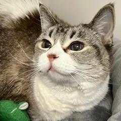 Greta--Pretty Lady Comes with Vet Care Support for Life