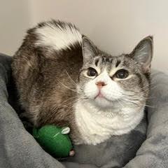 Greta--Pretty Lady Comes with Vet Care Support for Life