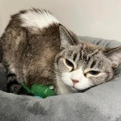 Greta--Pretty Lady Comes with Vet Care Support for Life