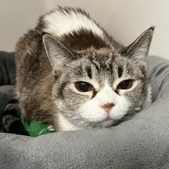 Greta--Pretty Lady Comes with Vet Care Support for Life