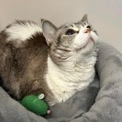 Greta--Pretty Lady Comes with Vet Care Support for Life