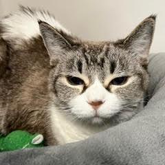 Greta--Pretty Lady Comes with Vet Care Support for Life