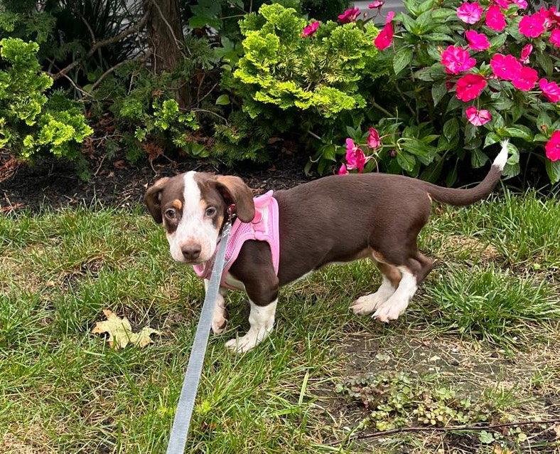 Blaze, Adopted, Young Female Labrador Retriever.