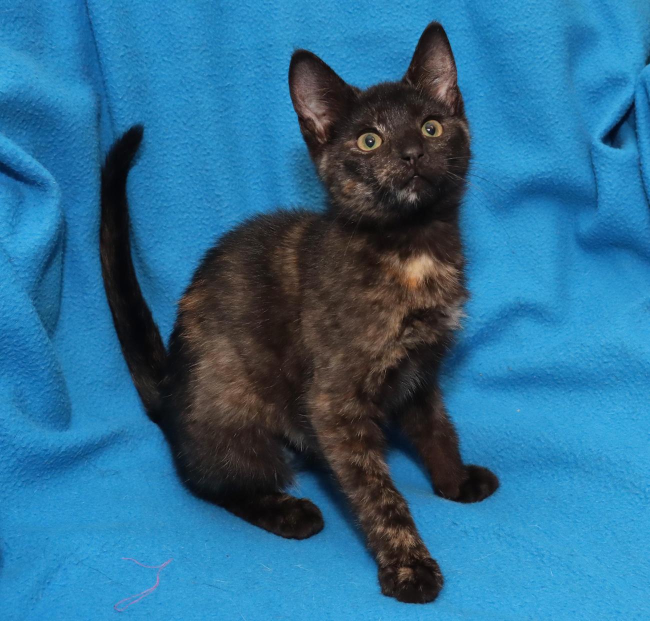 Enlarge Sansa, an adopted Tortoiseshell in Euclid, OH image 4/6