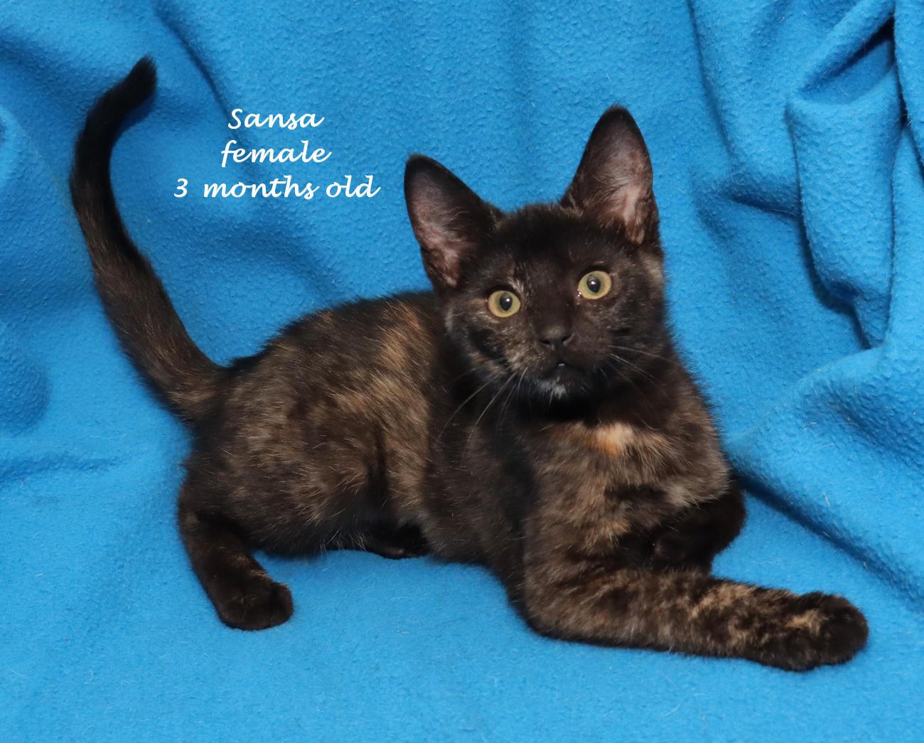 Enlarge Sansa, an adopted Tortoiseshell in Euclid, OH image 2/6