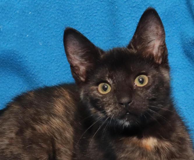 Sansa, adopted, Kitten Female Tortoiseshell.