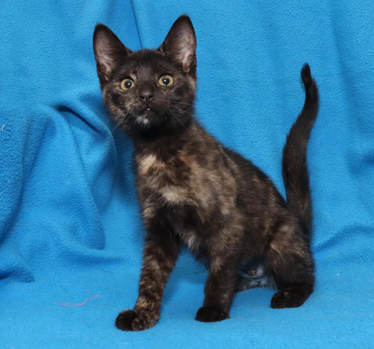 Enlarge Sansa, an adopted Tortoiseshell in Euclid, OH image 5/6