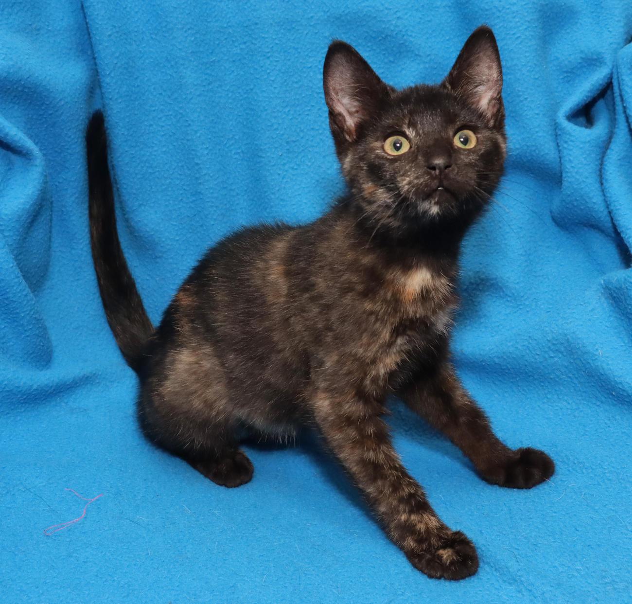 Enlarge Sansa, an adopted Tortoiseshell in Euclid, OH image 6/6