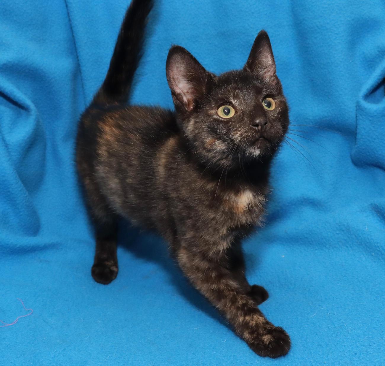 Enlarge Sansa, an adopted Tortoiseshell in Euclid, OH image 3/6