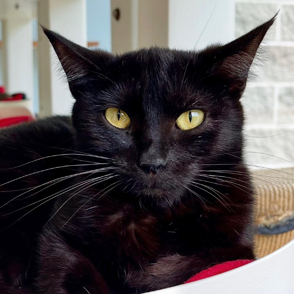 Enlarge Icon, a Adoptable Domestic Short Hair in Deerfield, IL image 1/6