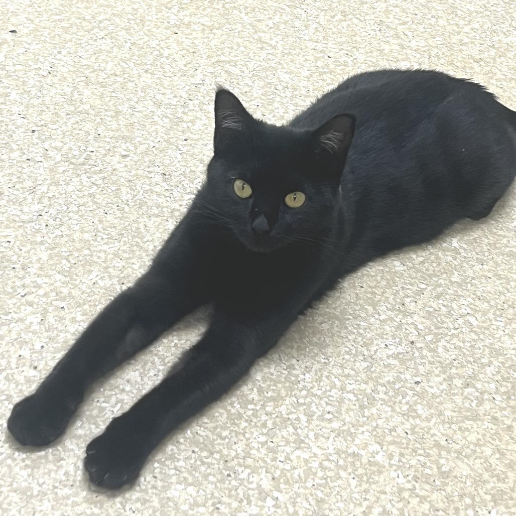 Enlarge Icon, a Adoptable Domestic Short Hair in Deerfield, IL image 2/5