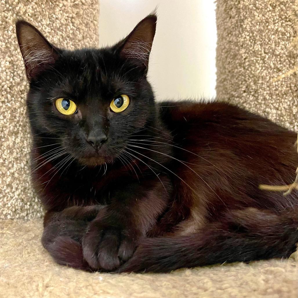 Enlarge Icon, a Adoptable Domestic Short Hair in Deerfield, IL image 2/6