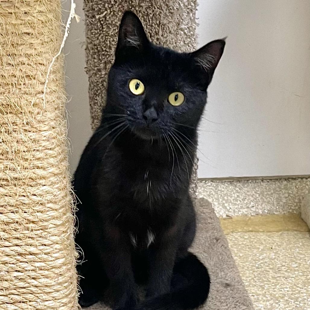 Icon — thumbnail 4