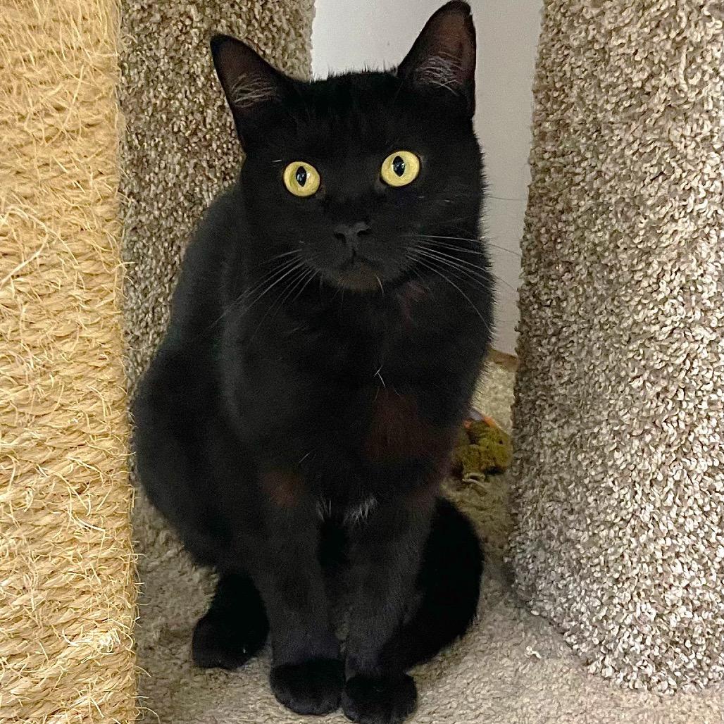 Enlarge Icon, a Adoptable Domestic Short Hair in Deerfield, IL image 4/6