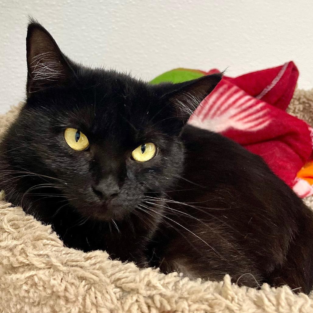 Enlarge Icon, a Adoptable Domestic Short Hair in Deerfield, IL image 6/6