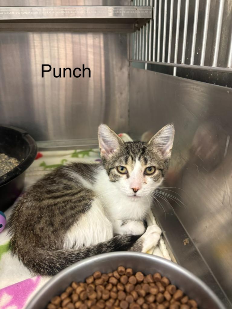 Punch, Adoptable, Kitten Female Domestic Short Hair.