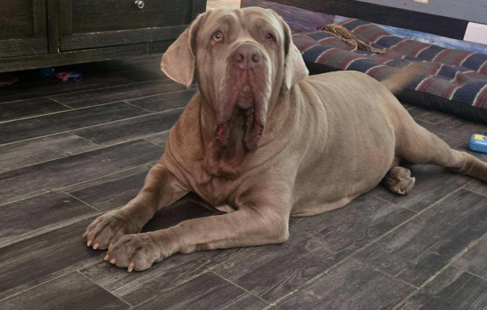 Anita, Adoptable, Adult Female Neapolitan Mastiff.