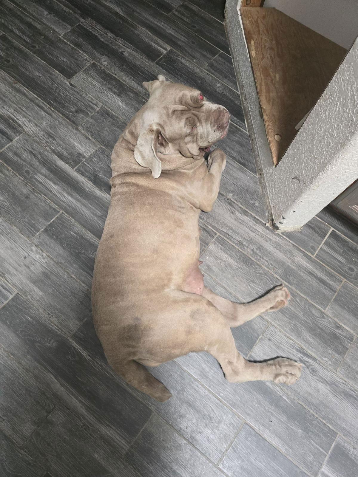 Enlarge Anita, a Adoptable Neapolitan Mastiff in Saint Charles, MO image 2/2