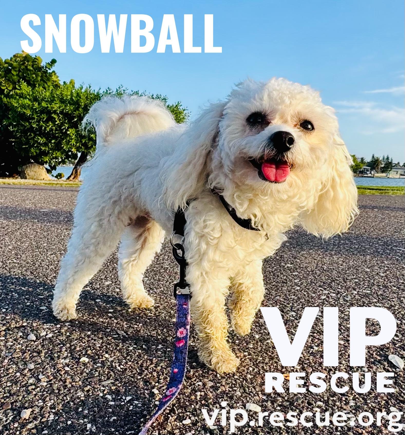 Snowball Redington Beach, a Adoptable mixed breed in Redington Beach, FL image 2/4