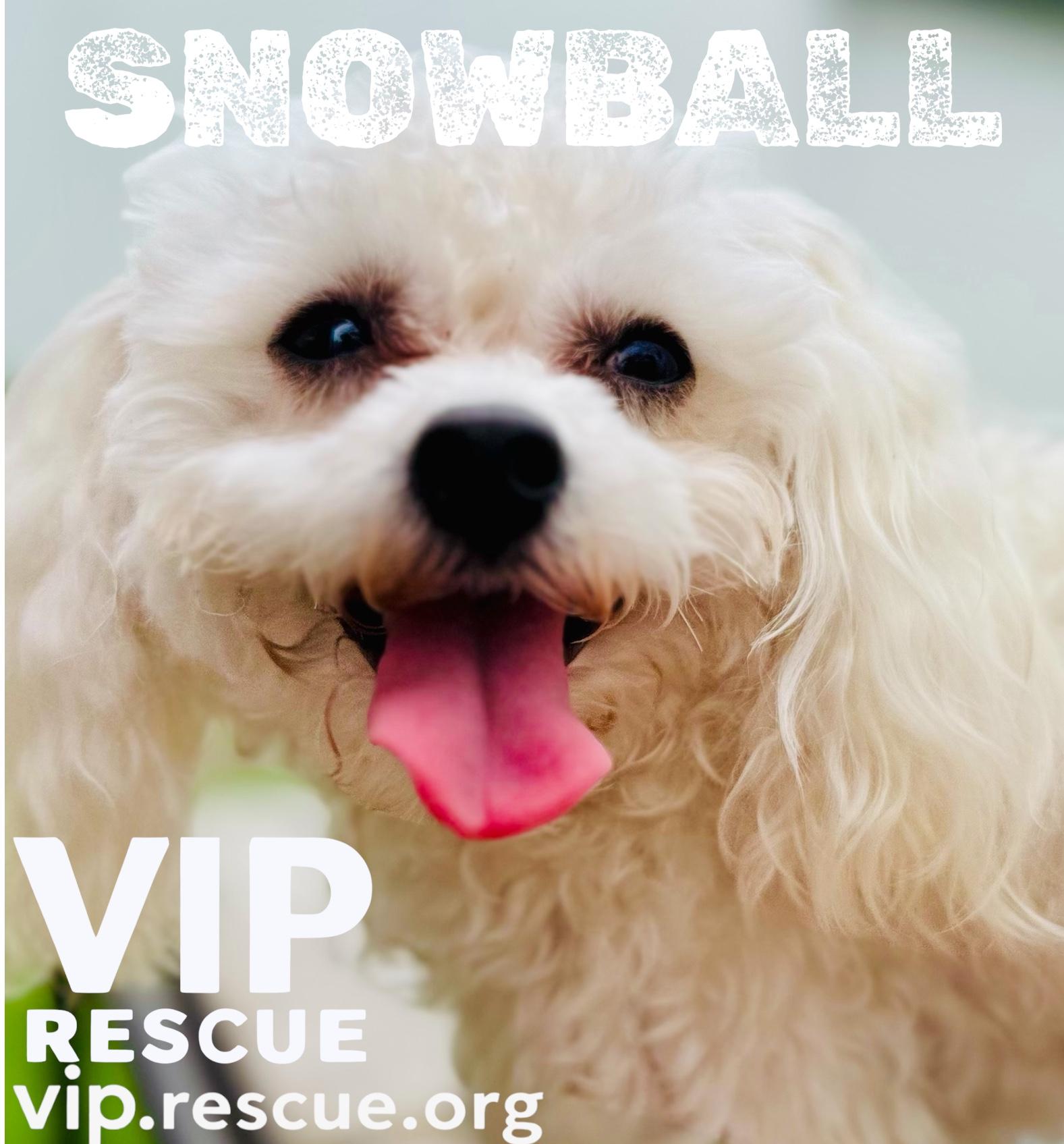 Snowball Redington Beach, a Adoptable mixed breed in Redington Beach, FL image 3/4