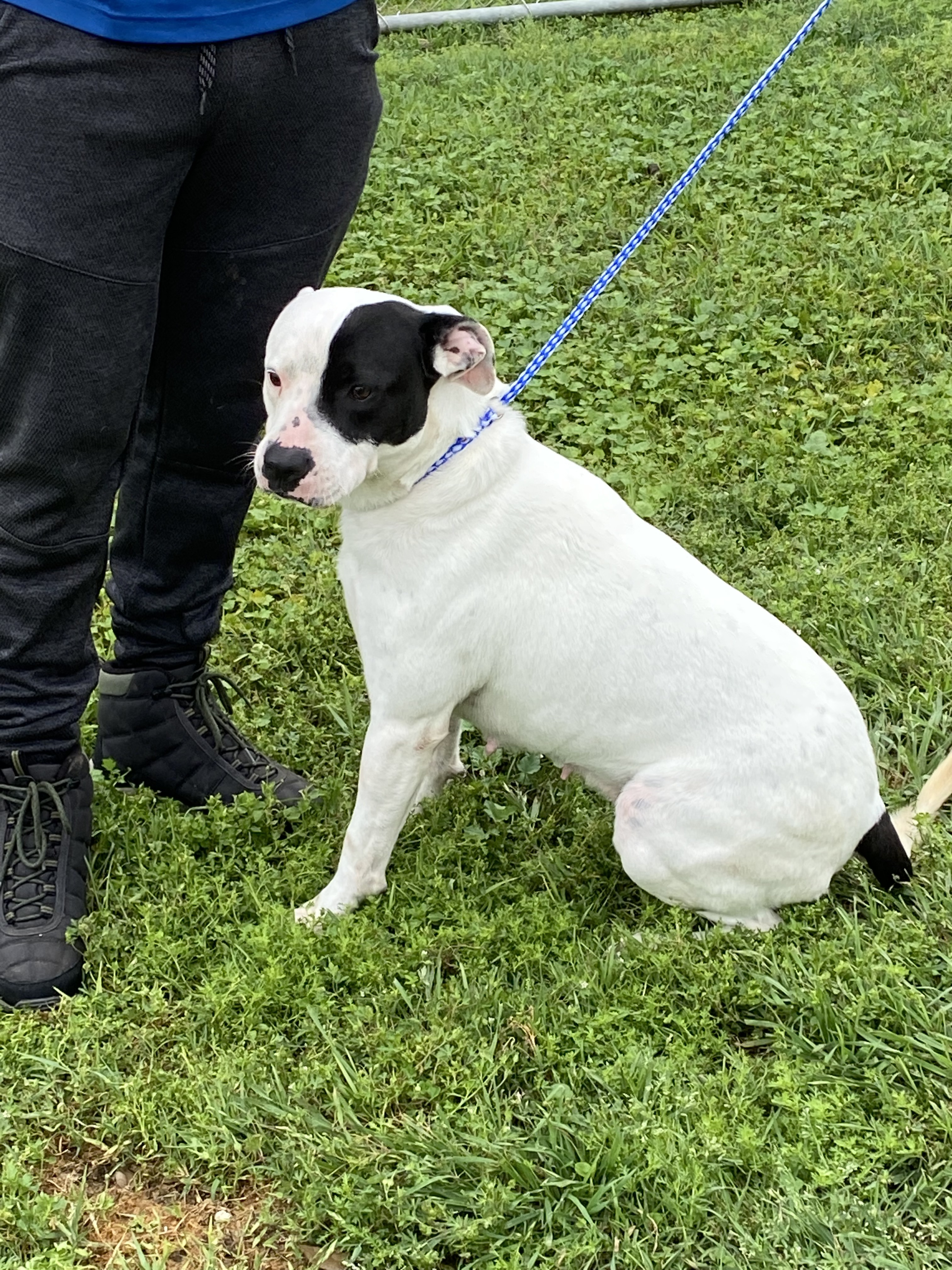 Enlarge Gina , a Adoptable mixed breed in Portland, OR image 1/12