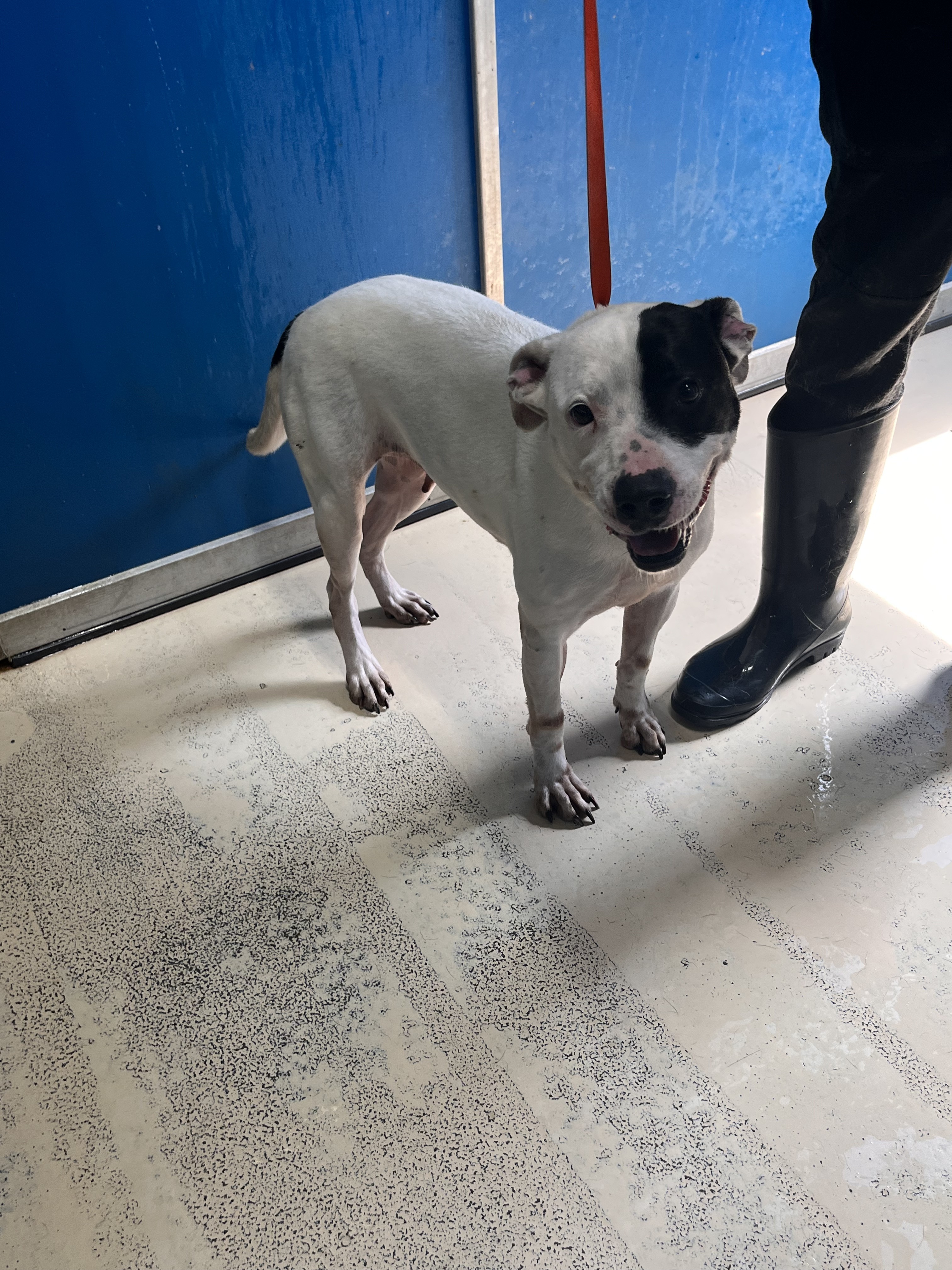 Enlarge Gina , a Adoptable mixed breed in Portland, OR image 2/12