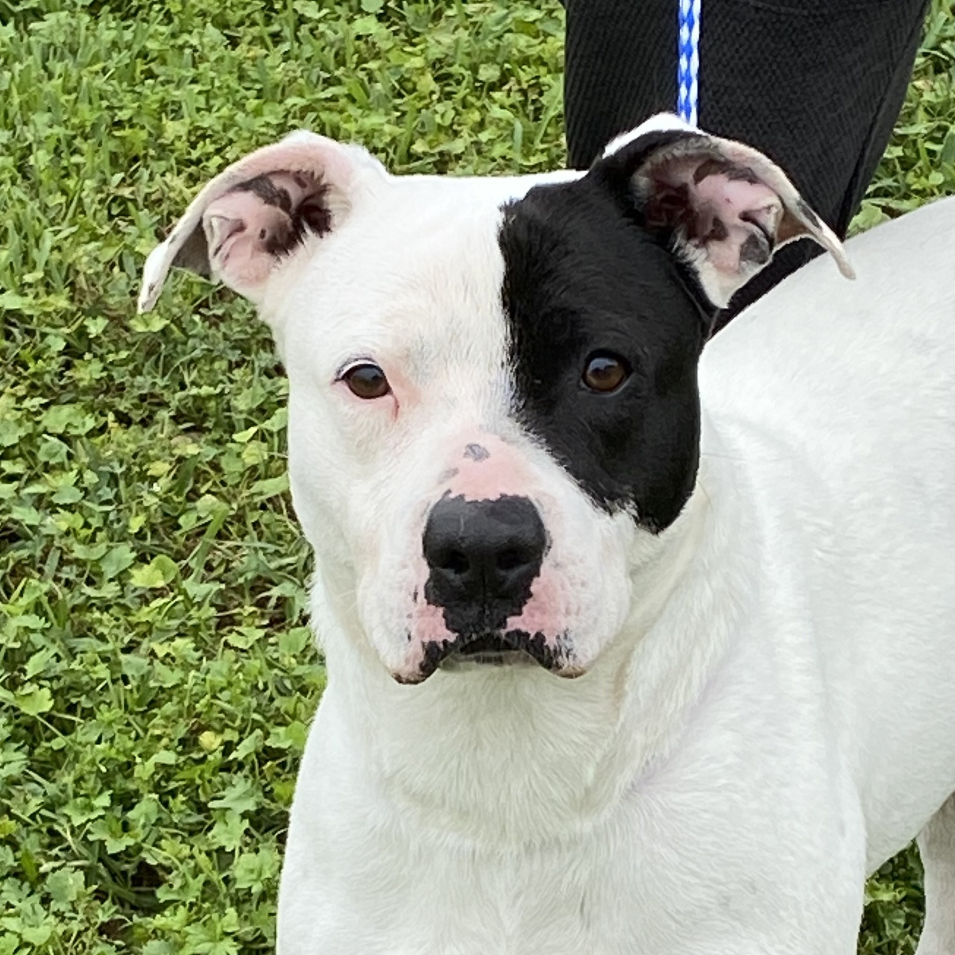 Gina , Adoptable, Adult Female Terrier & Pit Bull Terrier.