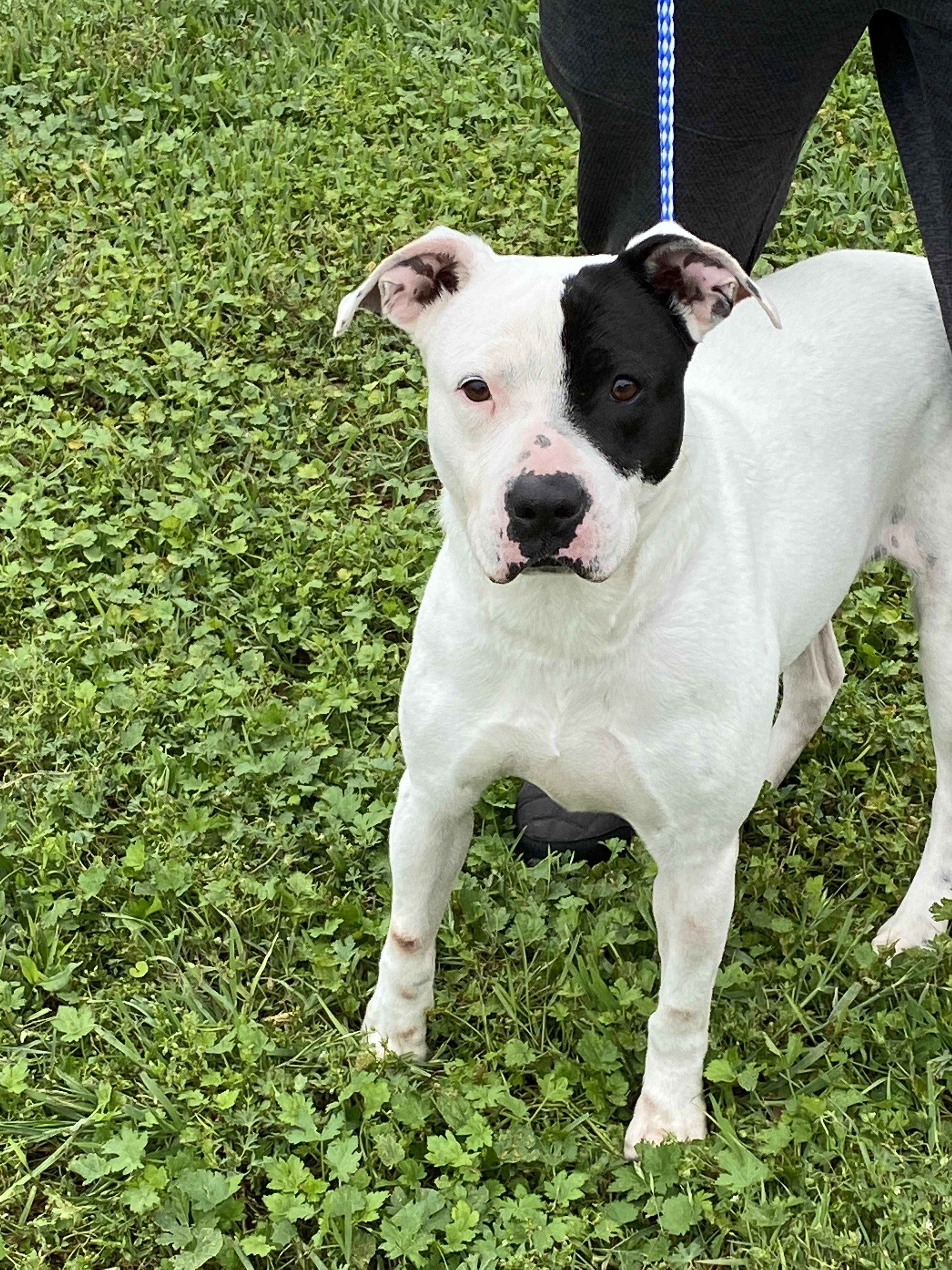 Enlarge Gina , a Adoptable mixed breed in Portland, OR image 4/12