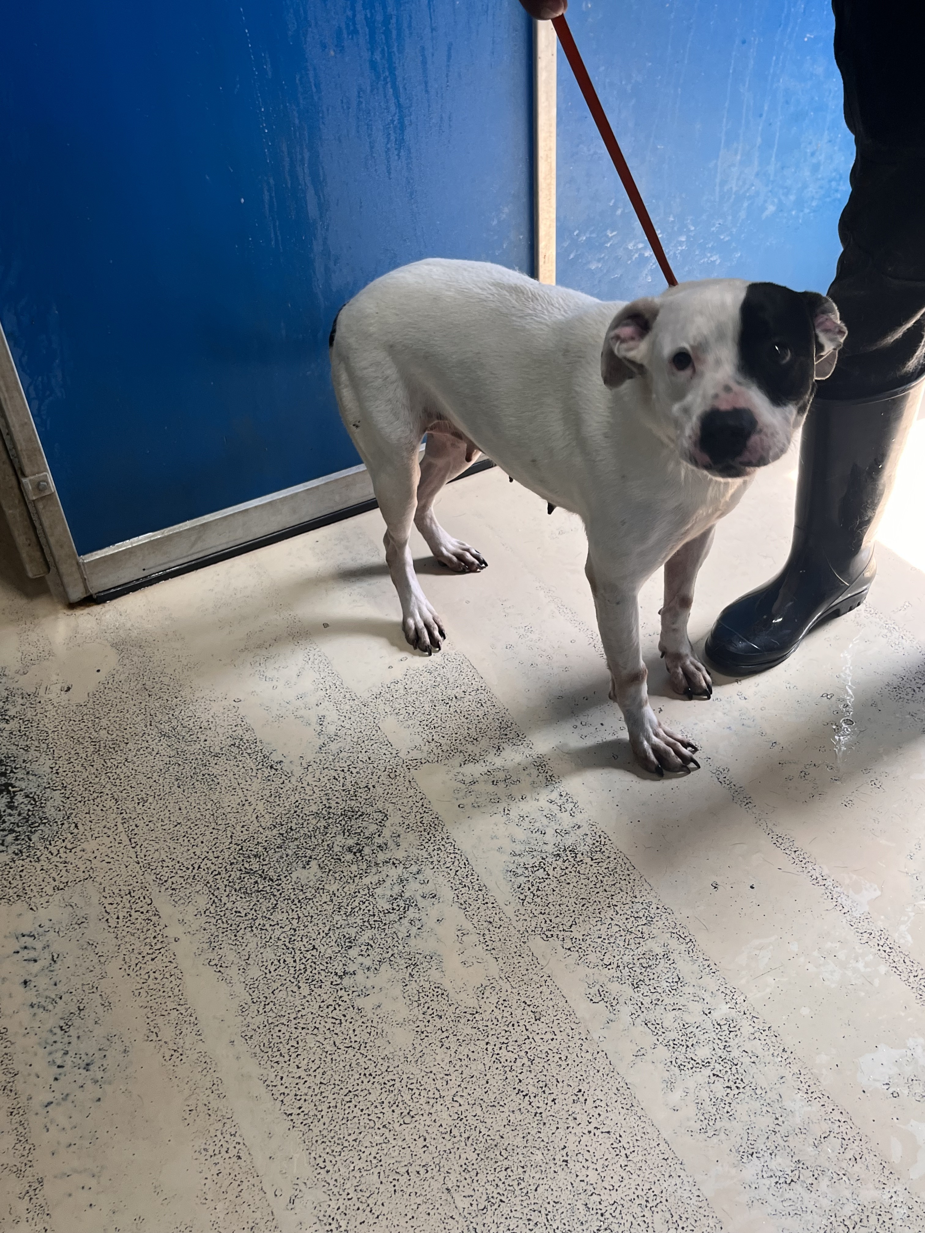 Gina , Adoptable, Adult Female Terrier & Pit Bull Terrier.