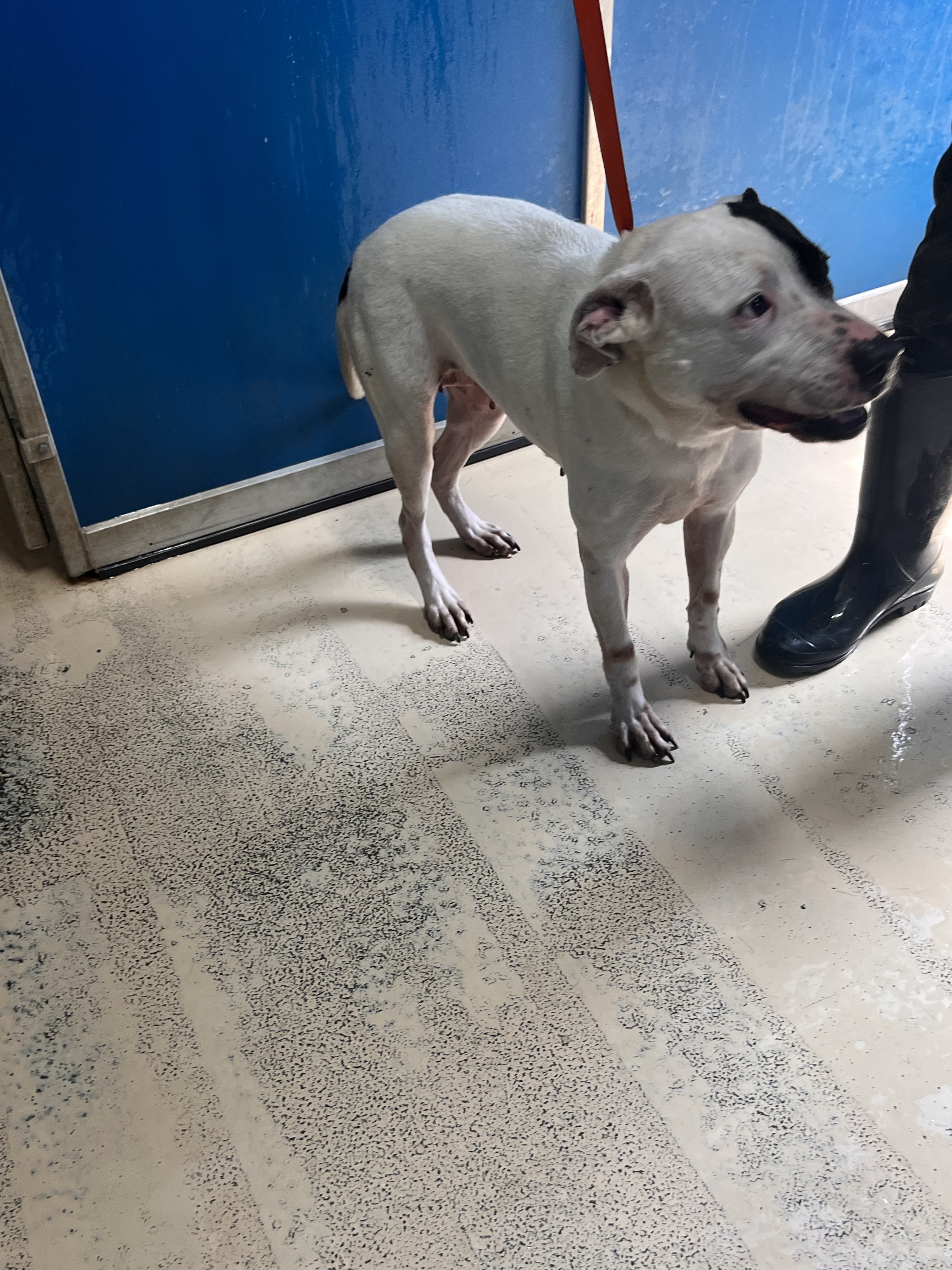 Gina , Adoptable, Adult Female Terrier & Pit Bull Terrier.