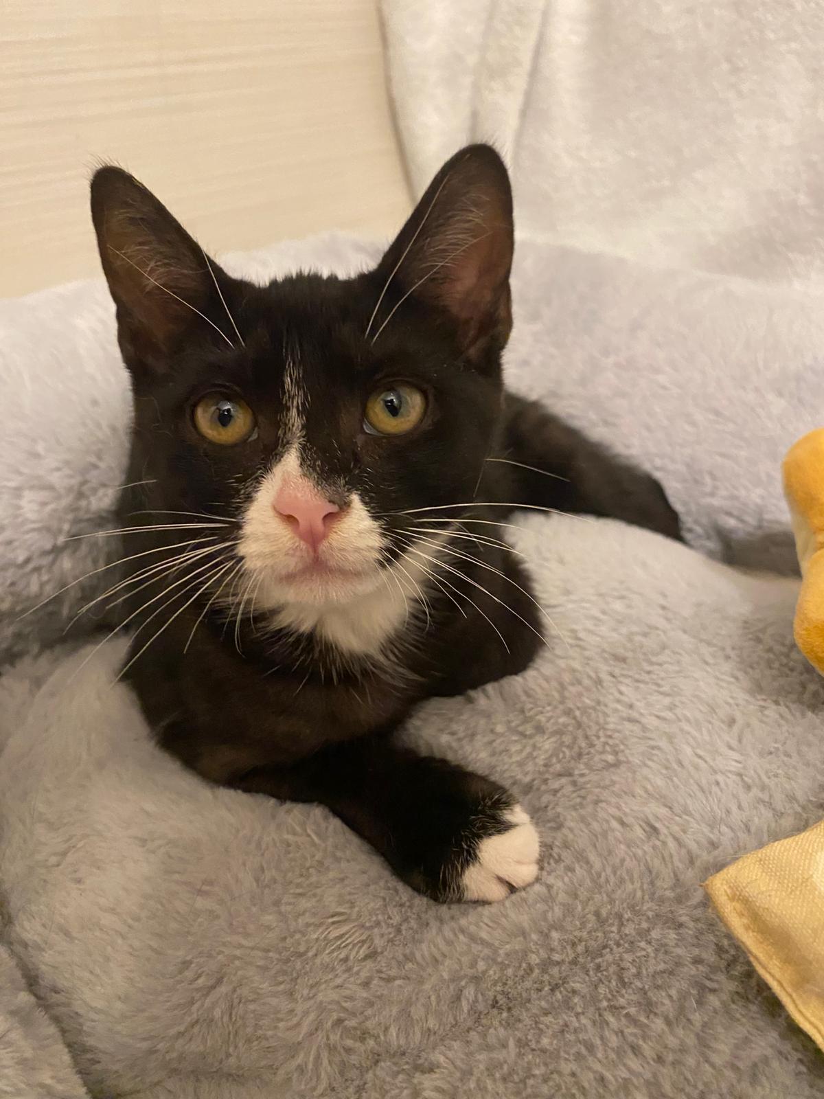 Sonic, Adoptable, Young Male Tuxedo.