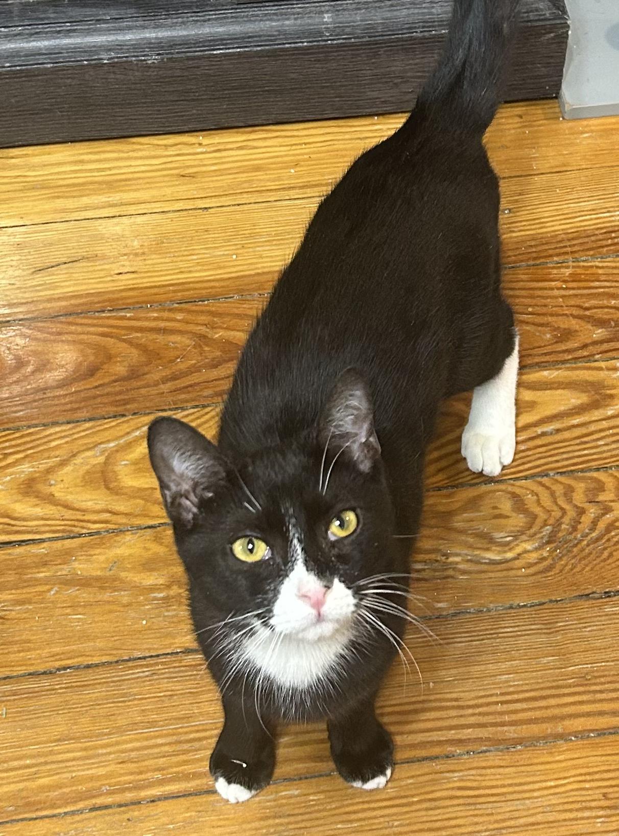Enlarge Sonic, a Adoptable Tuxedo in Bayonne, NJ image 4/5