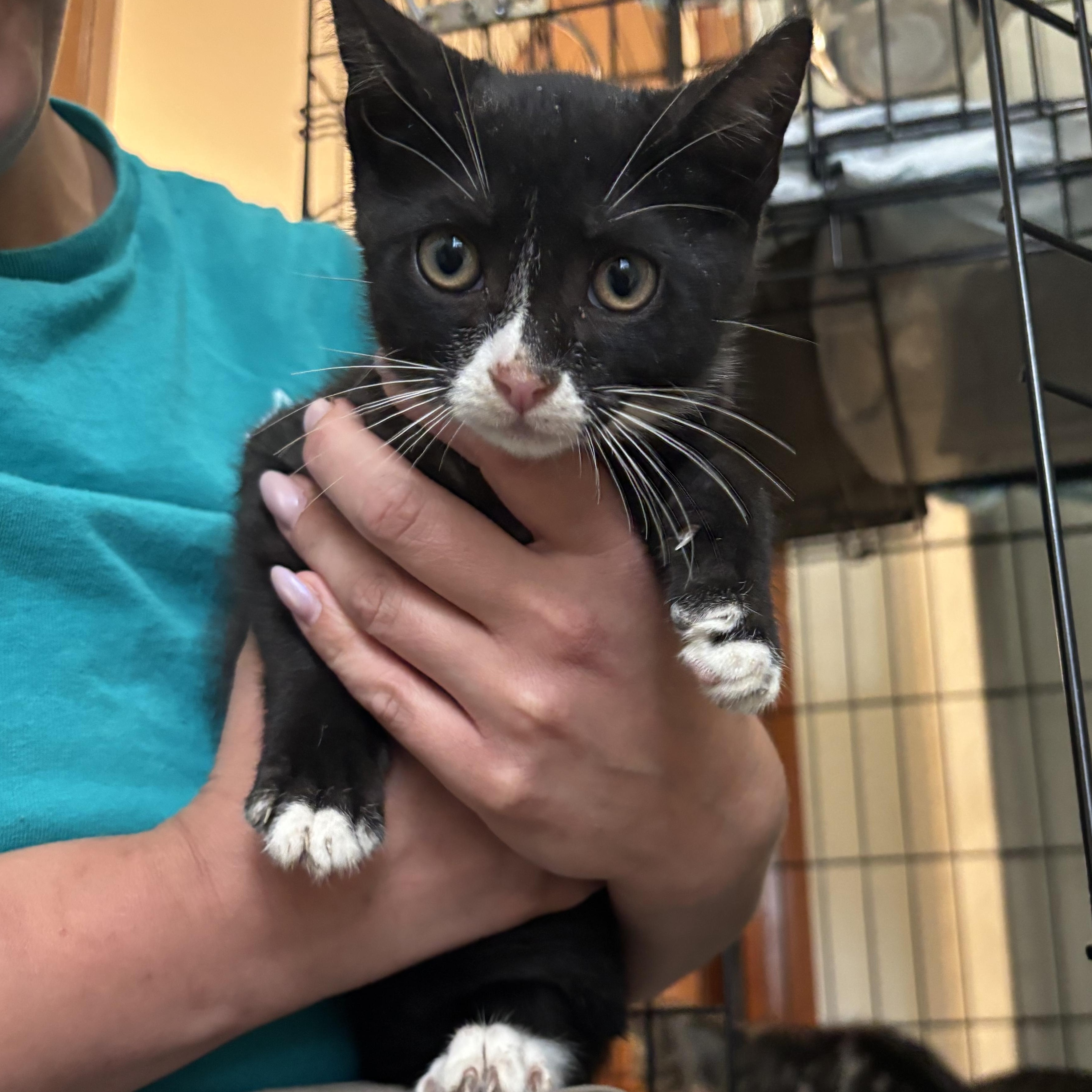 Enlarge Sonic, a Adoptable Tuxedo in Bayonne, NJ image 5/5